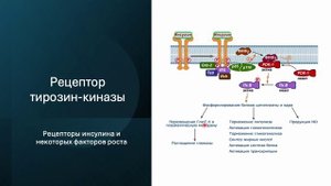 Курс Современной Патологии. Клетка как единица здоровья и болезни. Часть 4. Активация клетки.
