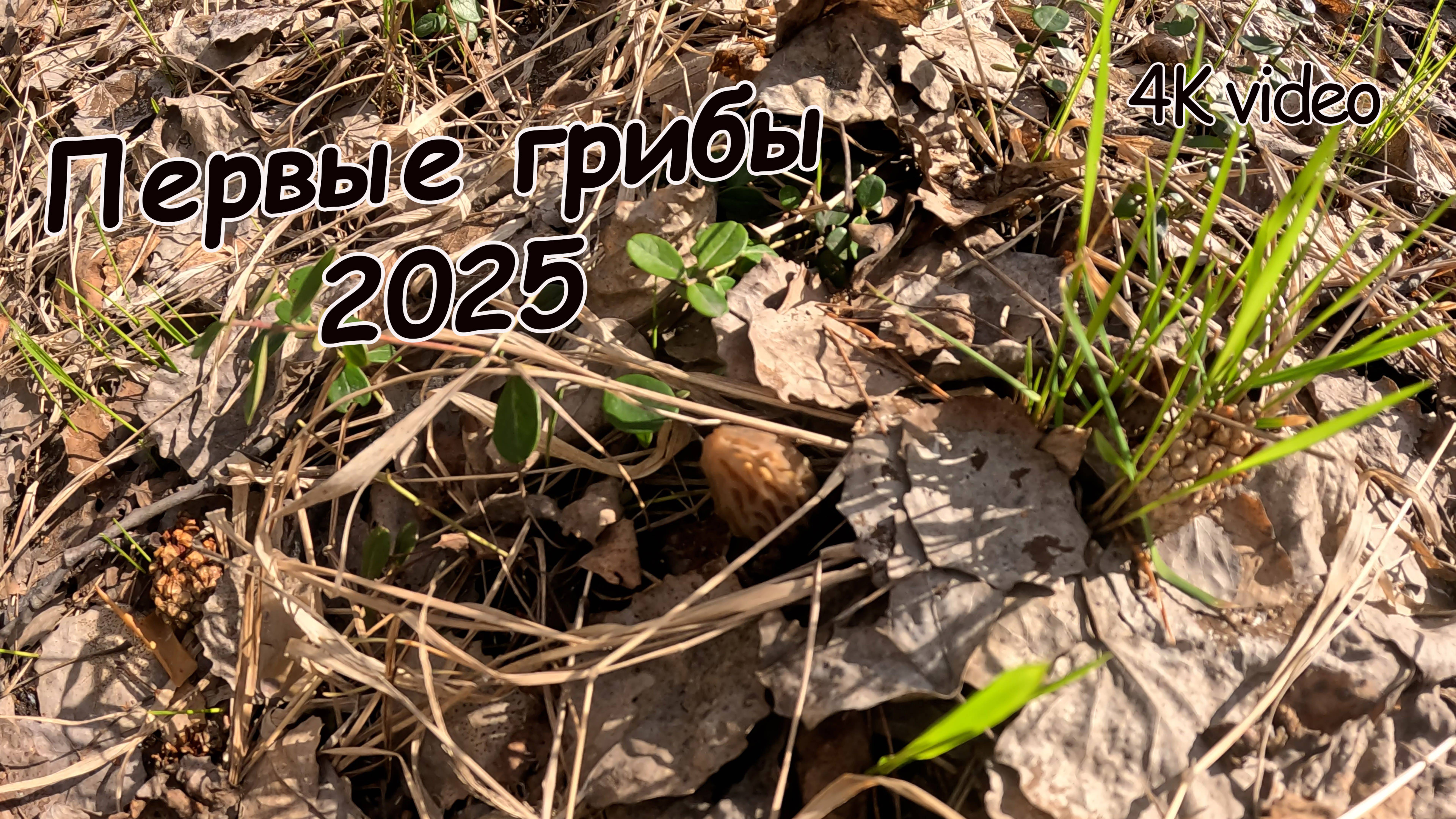 Первые грибы 2025 года. Открыли грибной сезон. Сморчки только пошли. Это только начало. Грибалка.