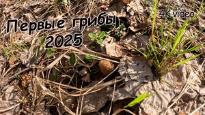 Первые грибы 2025 года. Открыли грибной сезон. Сморчки только пошли. Это только начало. Грибалка.