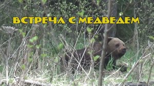 встреча с медведем