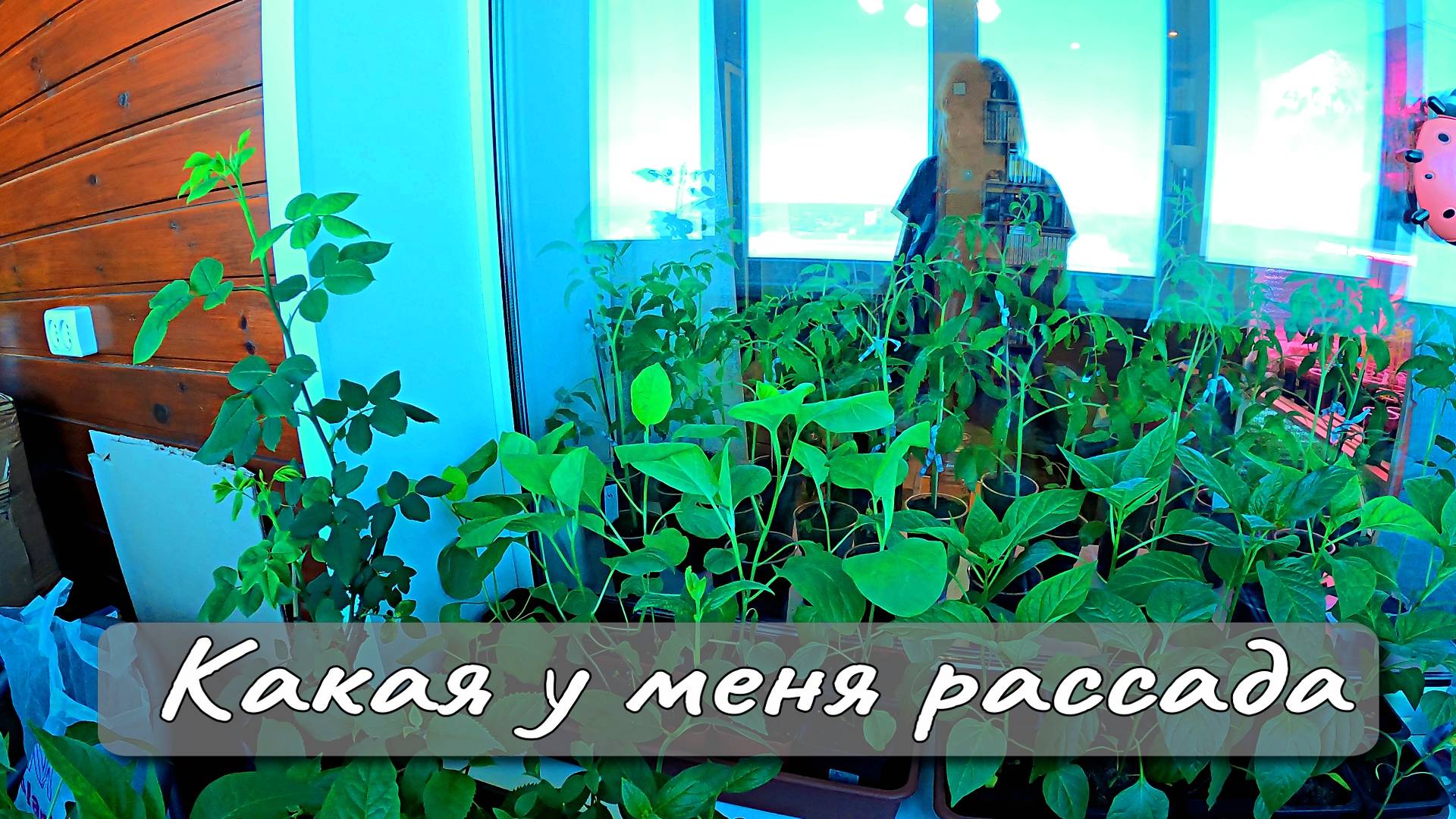 КАКАЯ У МЕНЯ РАССАДА