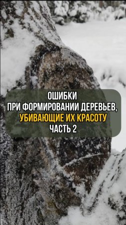 Ошибки при формировании деревьев, убивающие их красоту. Часть 2