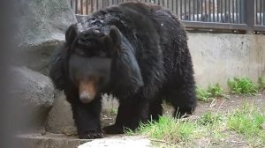 Гималайская медведица Челси полакомилась витаминчиками и улеглась на зеленую травку спать.