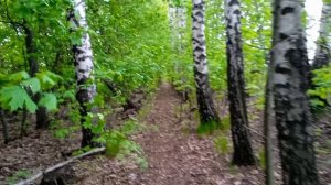 хотели купить цыплят, но передумали
