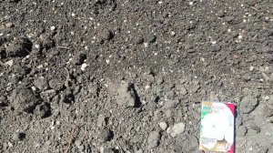 Сажаю патиссоны, новости с участка