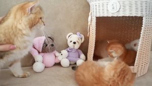 4_Мама кошка играет и разговаривает с котятами