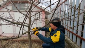 Правильная обрезка плодовых весной. Показываем на примере яблони