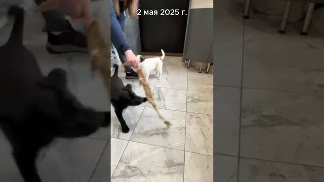 Лабрадор - его второе имя смотреть онлайн