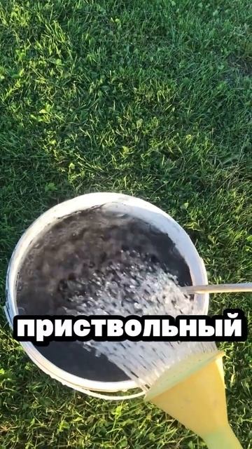 Супер урожай от черешни #огород #дача #садоводничество #сад #рассада #урожай #черешня