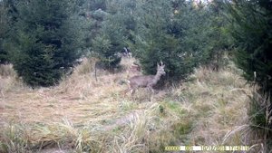 Взгляд через фотоловушку: косули в разные сезоны года