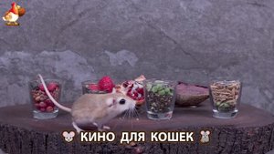 Видео для кошек про крысок развлекать питомцев 🐭🐀😂 77
