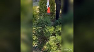 Стригу Можжевельник казацкий N2,ГАЛИСАД ЧЕРЕПОВЕЦ
