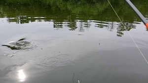 Ролик счастья