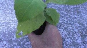 Девясилу два месяца