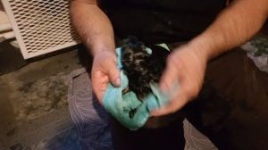 Роды немецкой овчарки - два щенка и все?!