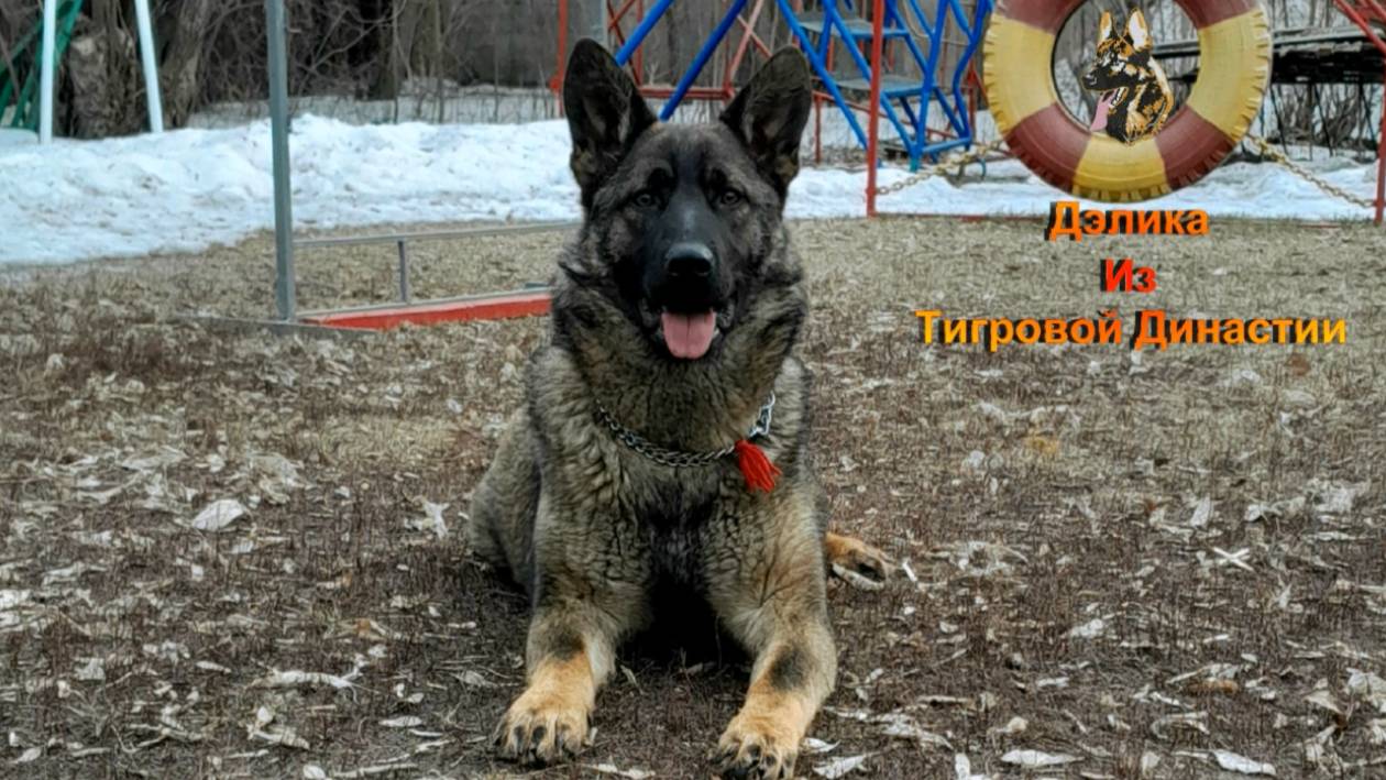 Делика Из Тигровой Династии.
Послушание, защита.
1г.10 м.