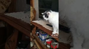 Как кошка с собакой... Это про них...)))