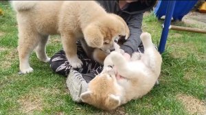 Щенки Акита Ину 2.5 месяца