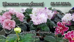 Цветение моих фиалок в начале мая) Несколько сортов из моей коллекции)