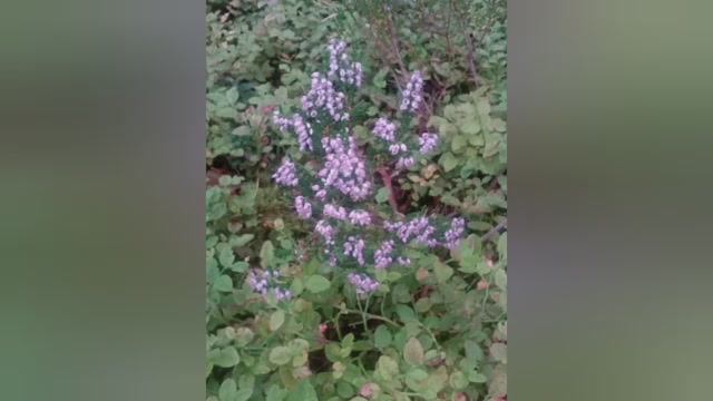 31.01.25.второй выходной_покупочки_комментарии_природа Селигера