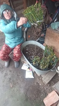 Розы от Татьяны.