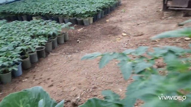 Вношу под любую рассаду для роста и толщины рассады. Обзор ранних помидоров, перца, капусты.