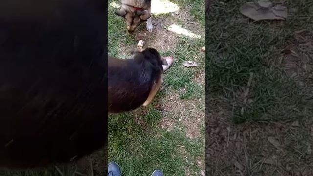 СОБАКИ РУГАЮТСЯ ИЗ ЗА ЕДЫ!