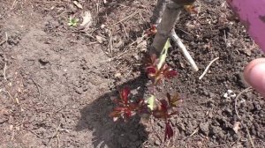 Укореняю веточки розы для получения корнесобственных саженцев