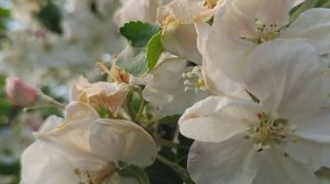 ШОК!!!  ЗАМОРОЗКИ. Что замерзло в саду? Можем остаться опять без урожая #сад #заморозок