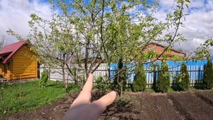 О плодовых деревьях в саду