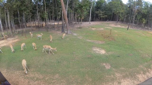 Животные в Винперл Фукуок сафари парк (Vinpearl Safari Phu Quoc) _ часть 1