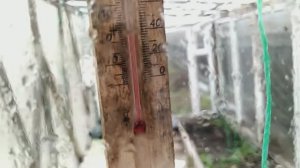 Заморозки апрельские.