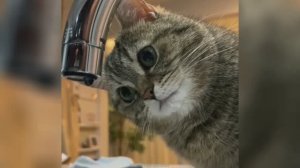 Смешные видео С ЖИВОТНЫМИ 😊 Самые смешные КОШКИ😺 и СОБАКИ🐶