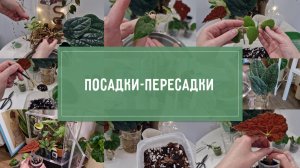 Посадки-пересадки РАСТЕНИЙ