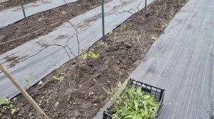 312. Заморозки прошли. ВИНО на хранение поставил. Прополка, подкормки огорода.