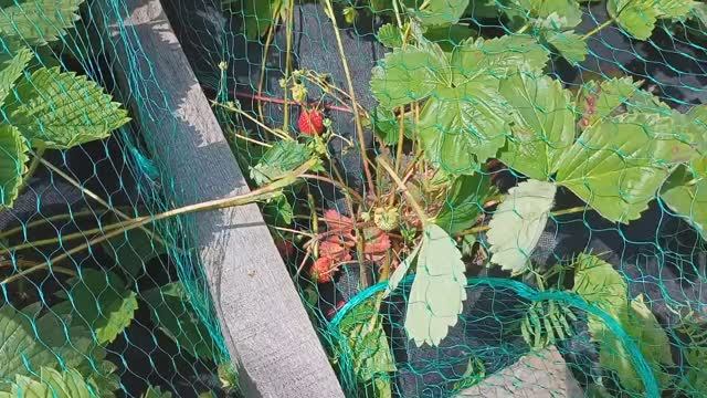 Клубника. Почему не уродились ягоды клубники или уродились мелкими?