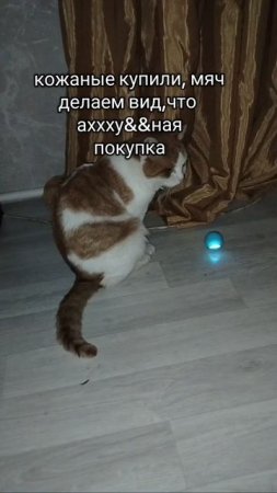 кошачья покупка с вб
