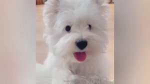 Кошки и собаки в панике! Смешные моменты, которые взорвут ваш мозг 🤣