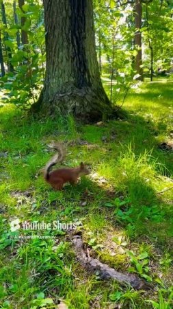 Встреча с белкой в саду #shorts #live #nature #garden #cat #squirrel #forest