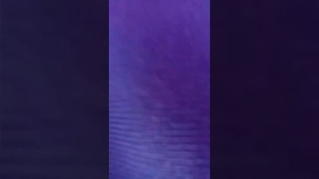 Установка силков на куропатку, фазана(часть1). смотреть онлайн