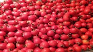 Заморозка боярышника на зиму