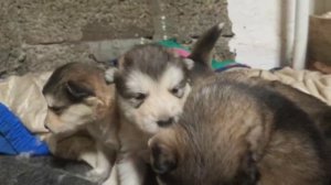 Маламуты.mp4