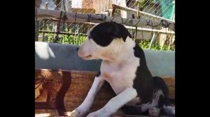 68 Собаки обладают уникальным "голосом"