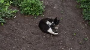 Ольга и котики.