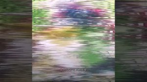 Джо Джо имба