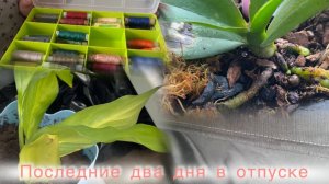 Догуливаю отпуск| Домашние дела| О цветах и шитье 🧵