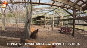 Куры несушки свободного выгула и их обычная куриная рутина – эпизод (230)