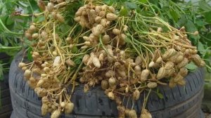 Как вырастить арахис в старых шинах