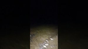 Мойва заполонила побережье вблизи села Самарга в Приморском крае. 

Осталось пивка туда завести