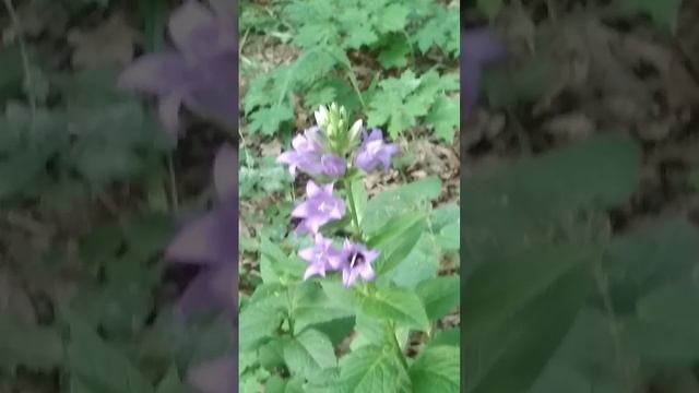 цветы